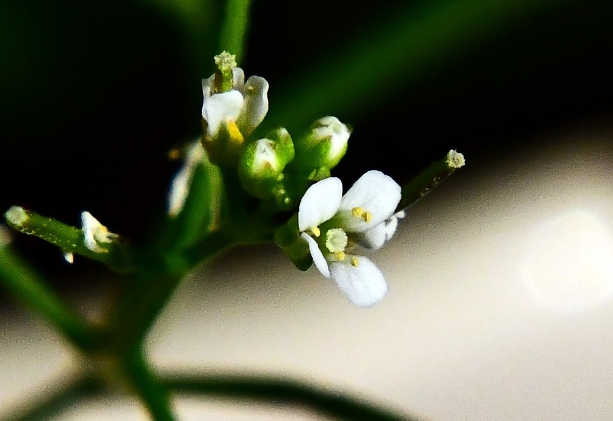 阳台花盆里的小花草