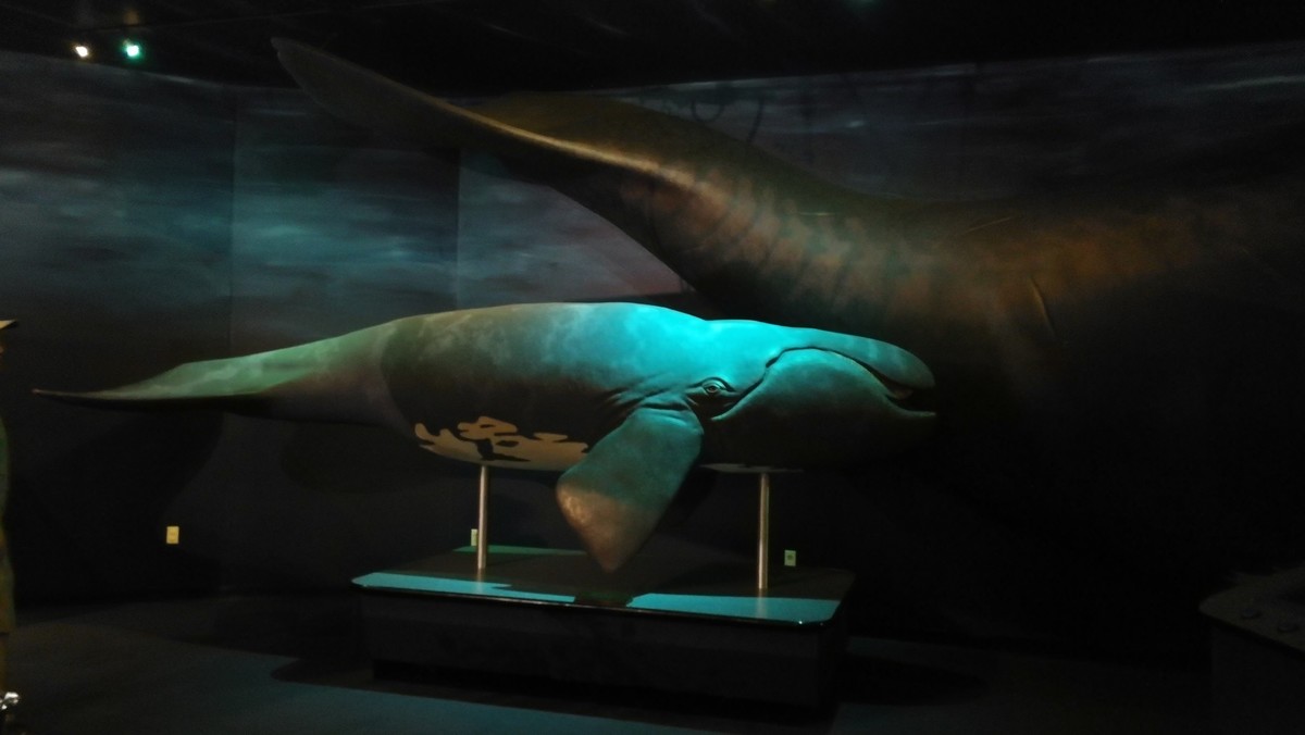 参观杰克逊维尔市自然与历史博物馆 2