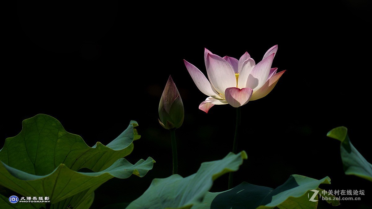 2018武汉沙湖荷展（三）