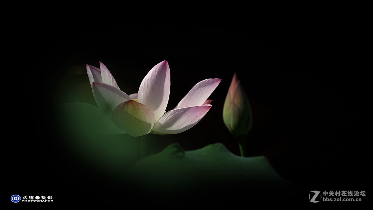 2018武汉沙湖荷展（三）