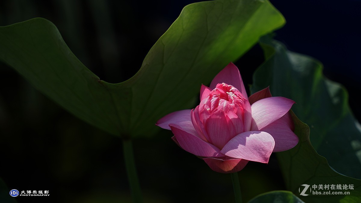 2018武汉沙湖荷展（三）