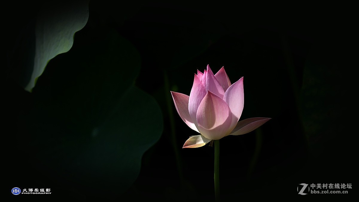 2018武汉沙湖荷展（三）