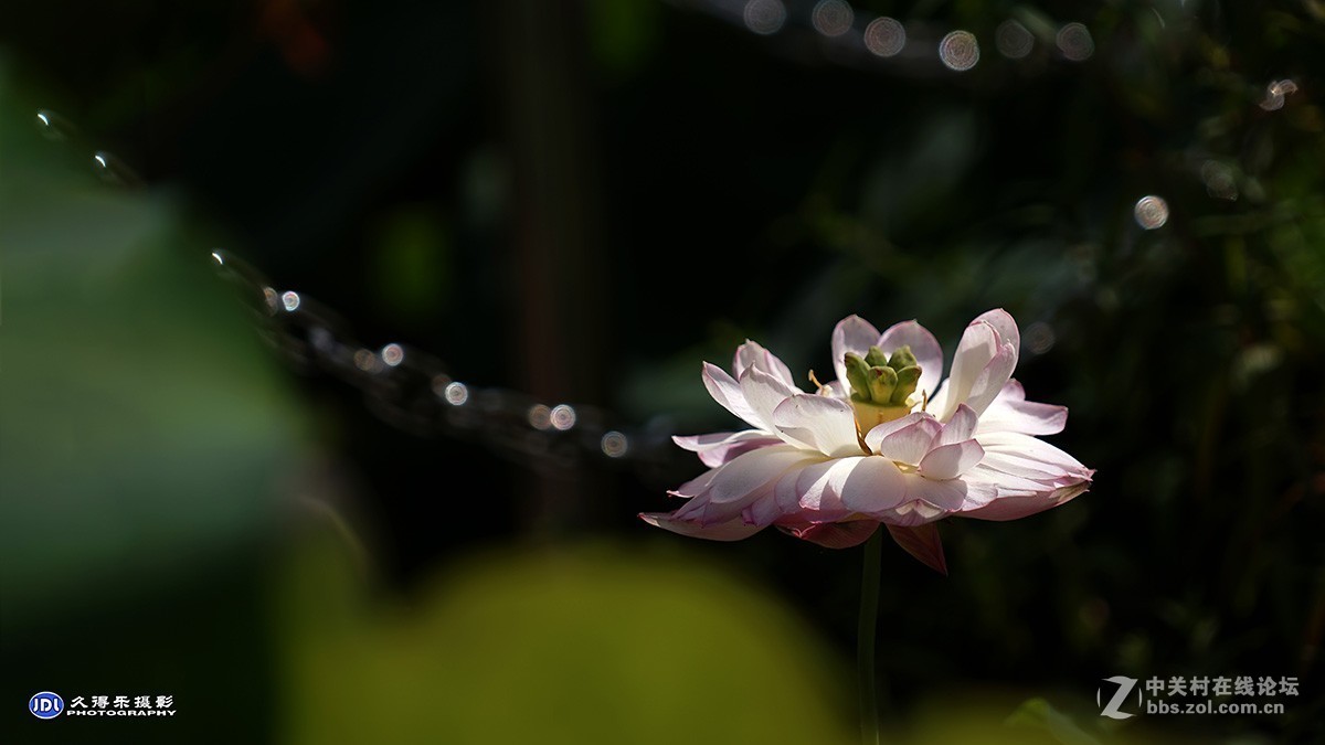 2018武汉沙湖荷展（三）