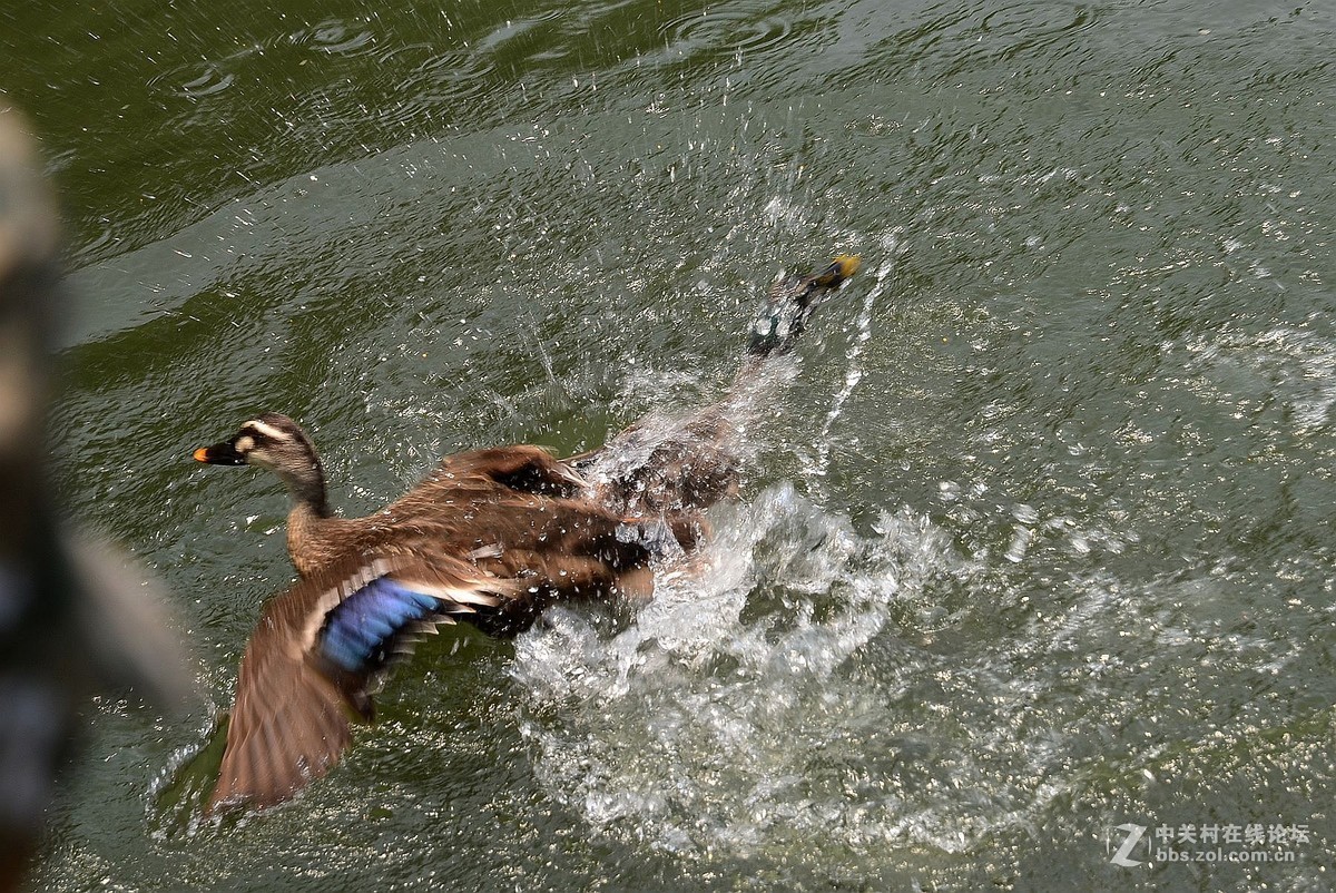 杭州游记曲院风荷之野鸭戏水3
