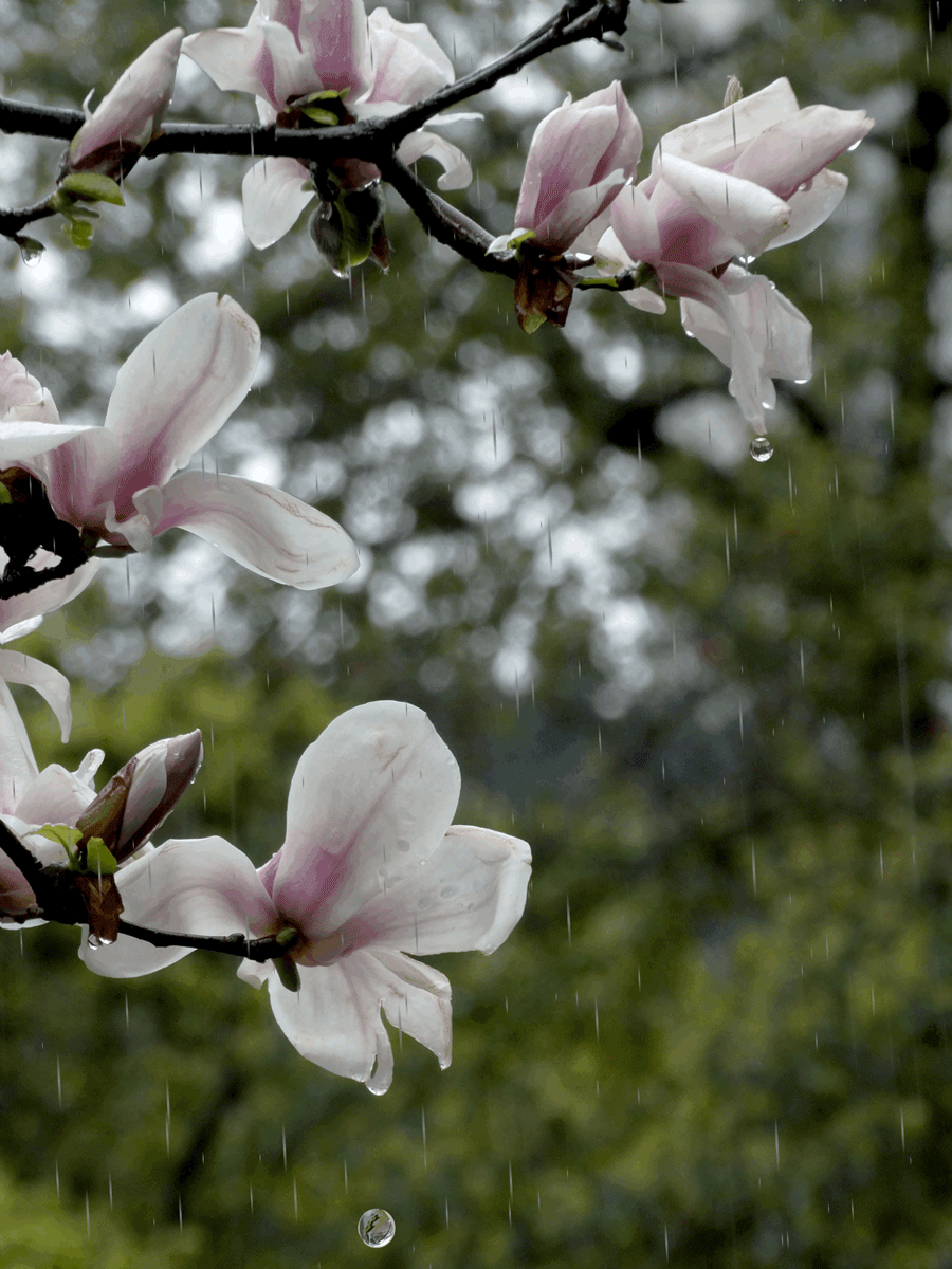 雨中桃花动态图片图片