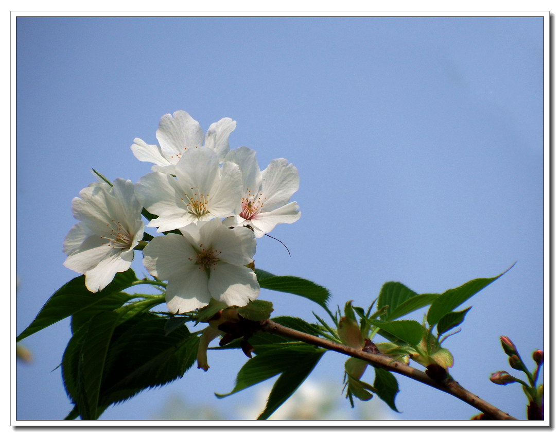 单层白樱花