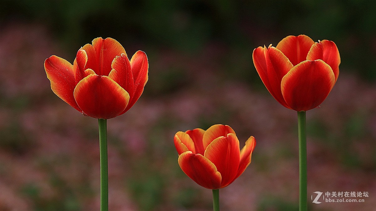郁金香5