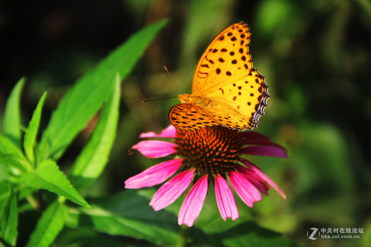 吮吸花蜜的蝴蝶6