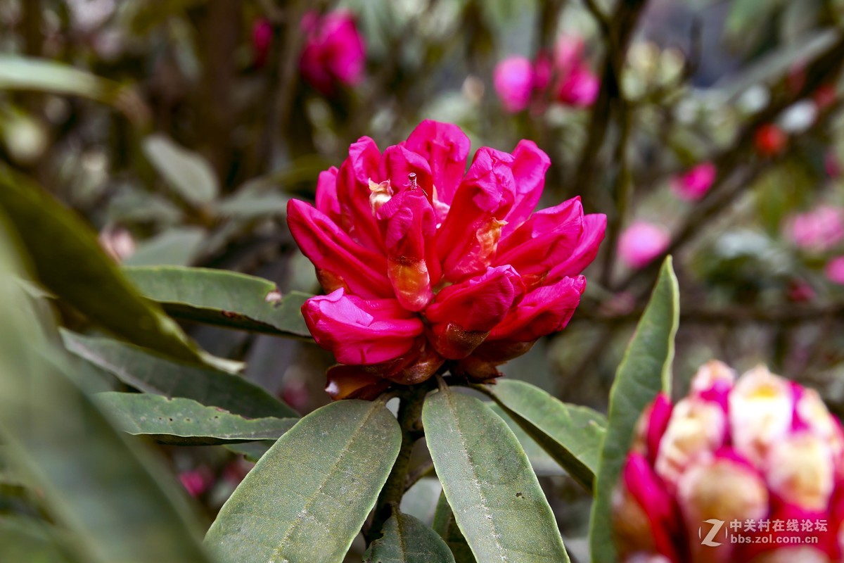 高山杜鹃绮丽多姿