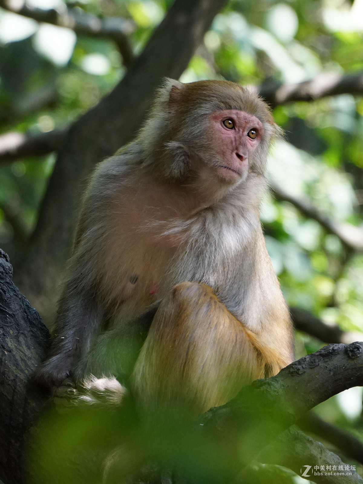 贵州黔宁山公园野猴子(10p)