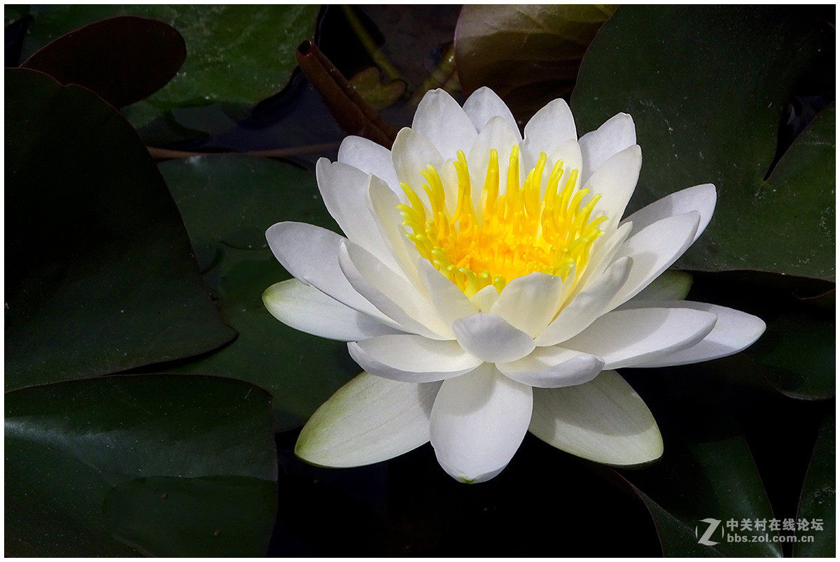 【洁白的睡莲花】