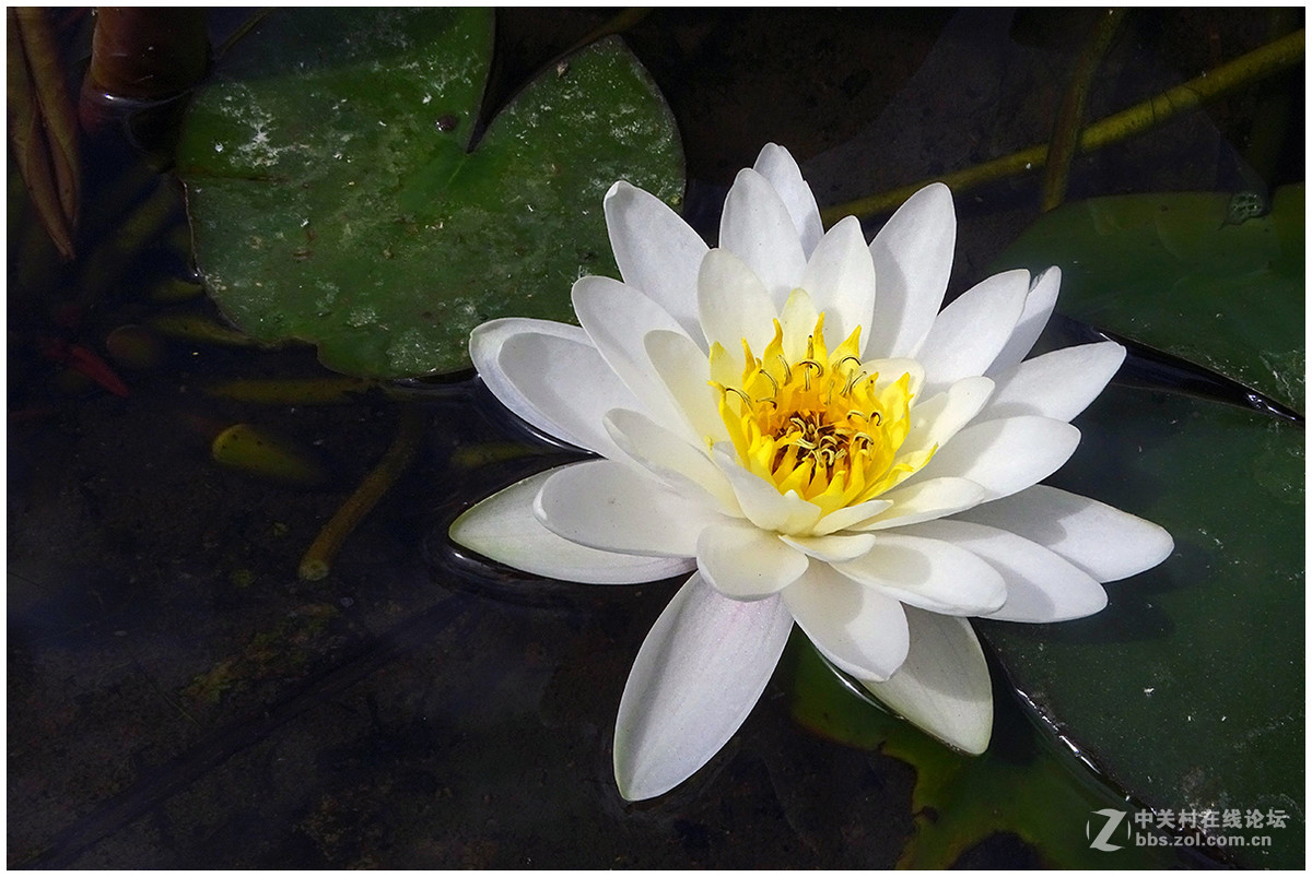 【洁白的睡莲花】