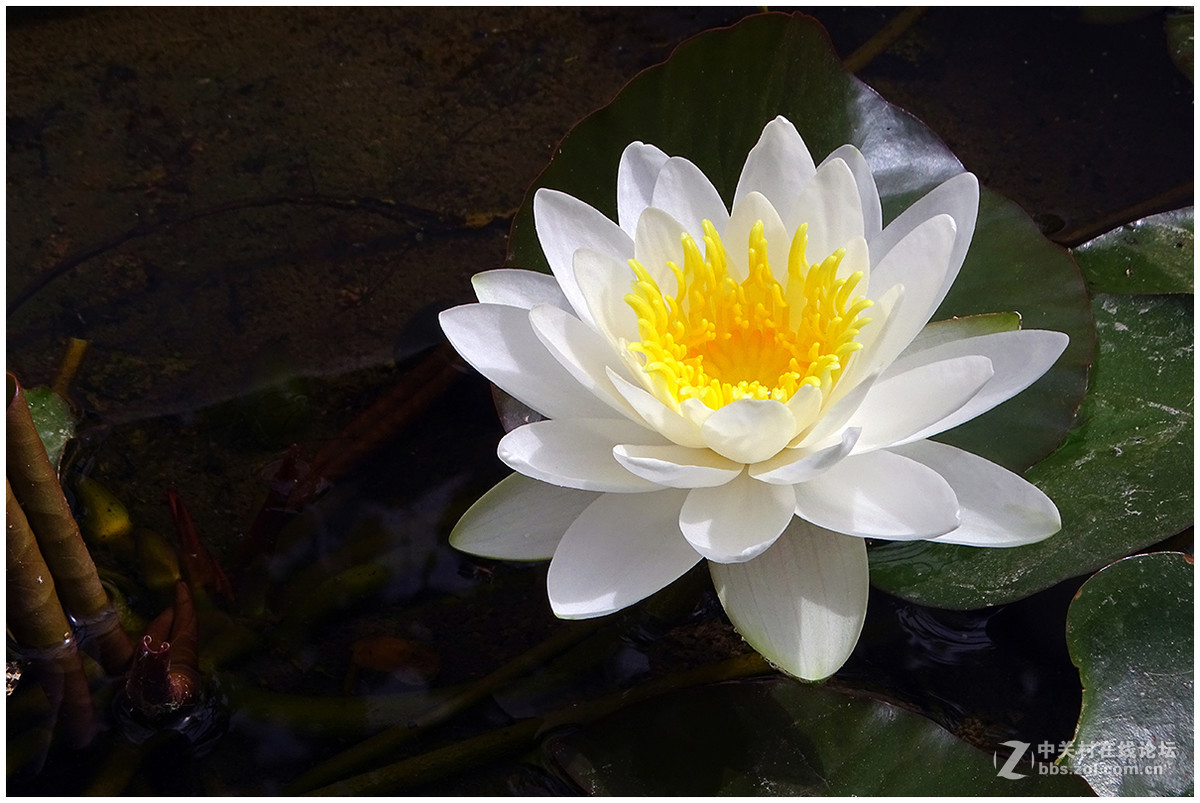【洁白的睡莲花】