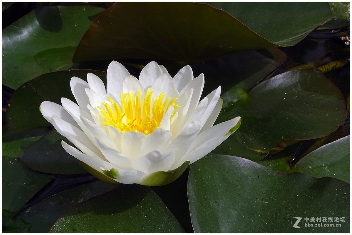 【洁白的睡莲花】