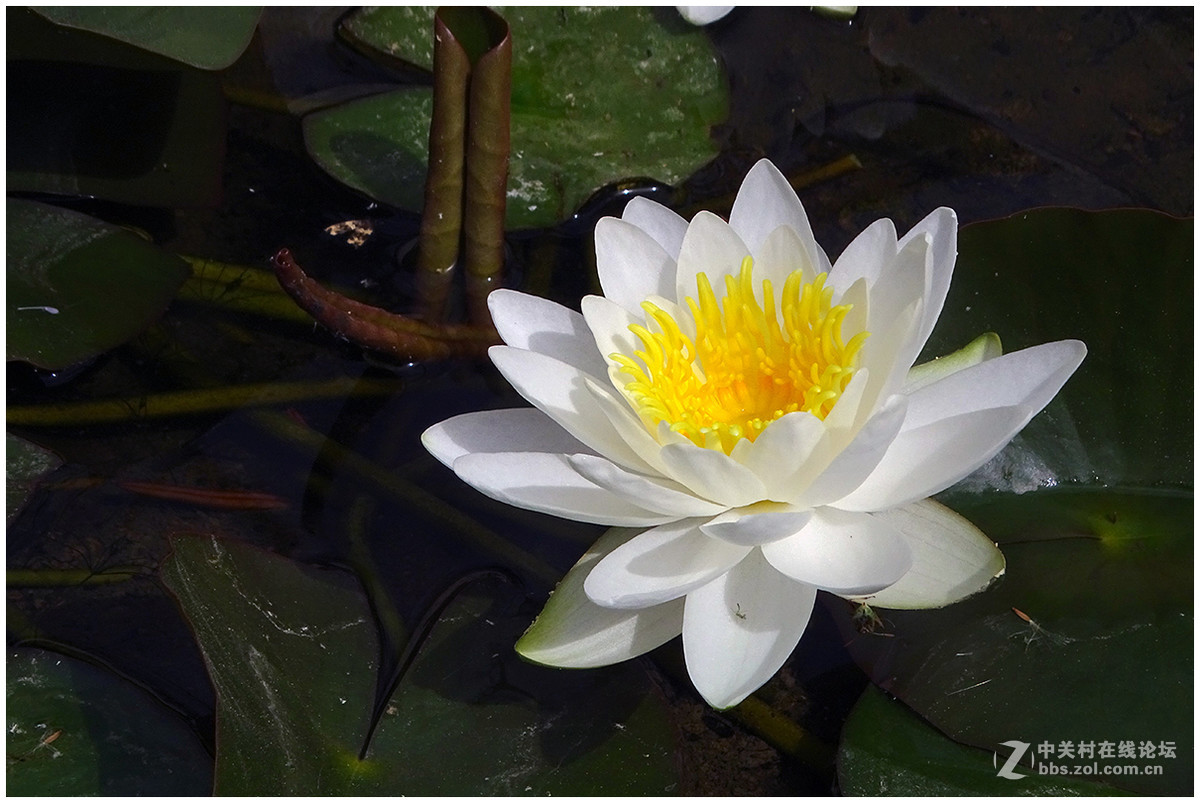 【洁白的睡莲花】