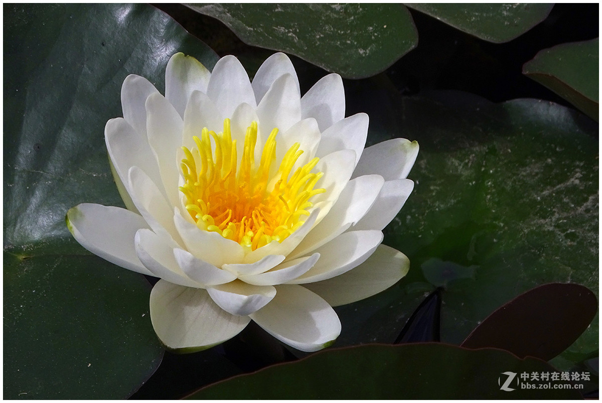 【洁白的睡莲花】