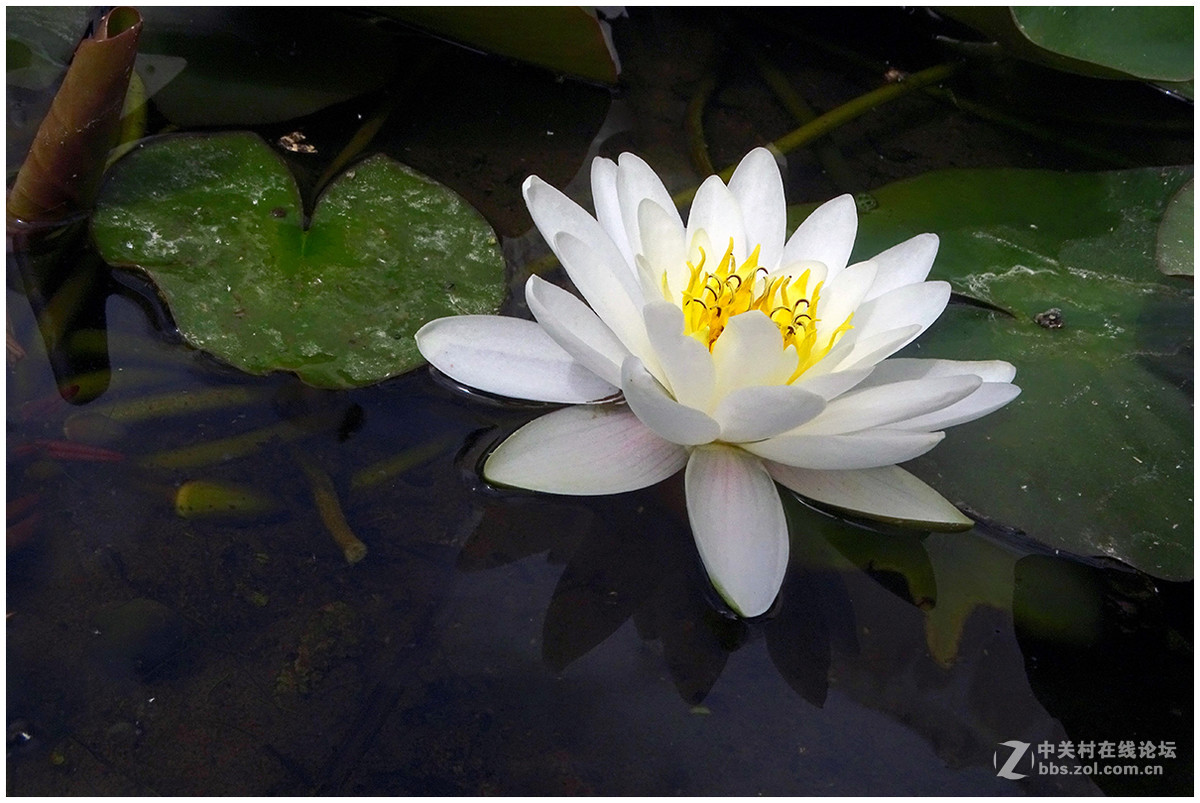 【洁白的睡莲花】