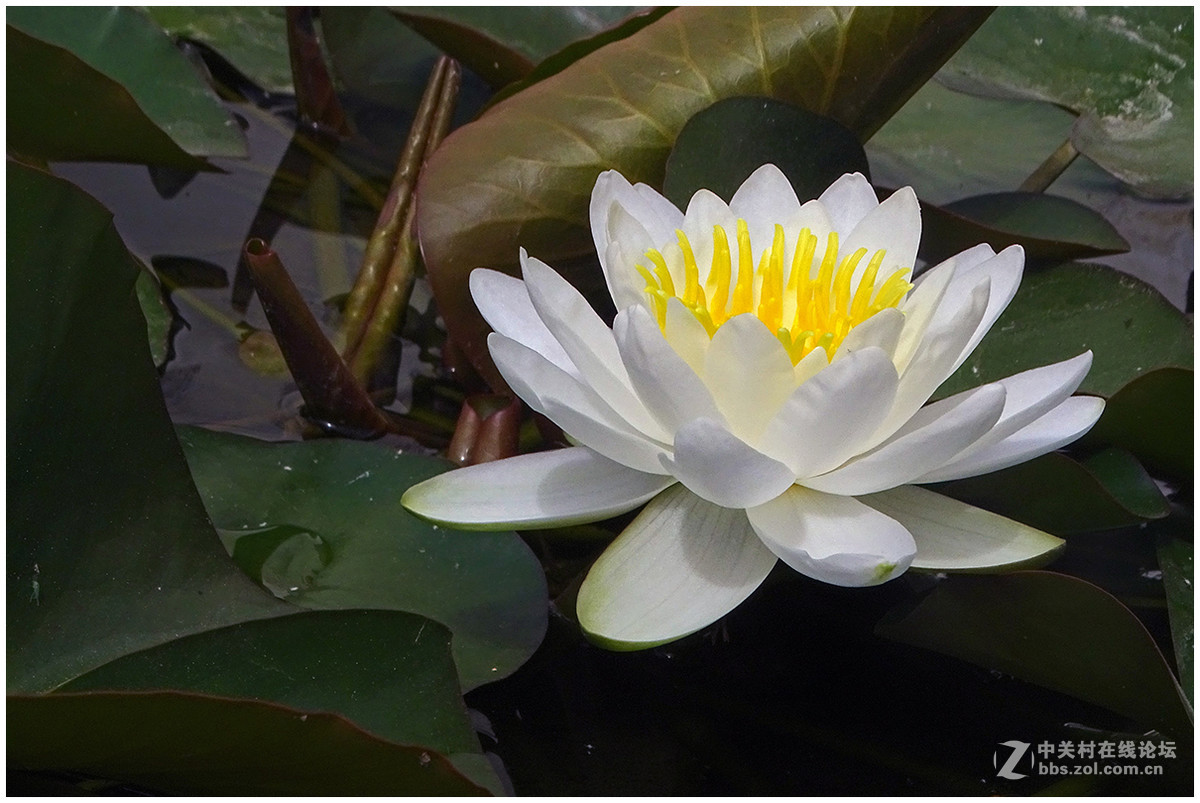 【洁白的睡莲花】