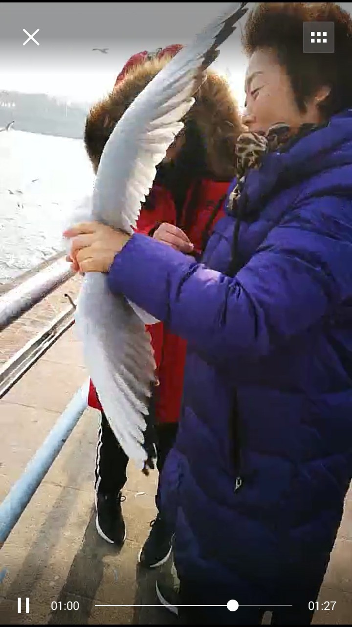 女士您为什么要抓海鸥啊！我们在保护您在伤害！