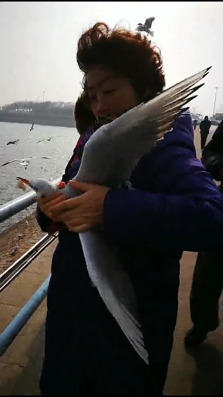 女士您为什么要抓海鸥啊！我们在保护您在伤害！