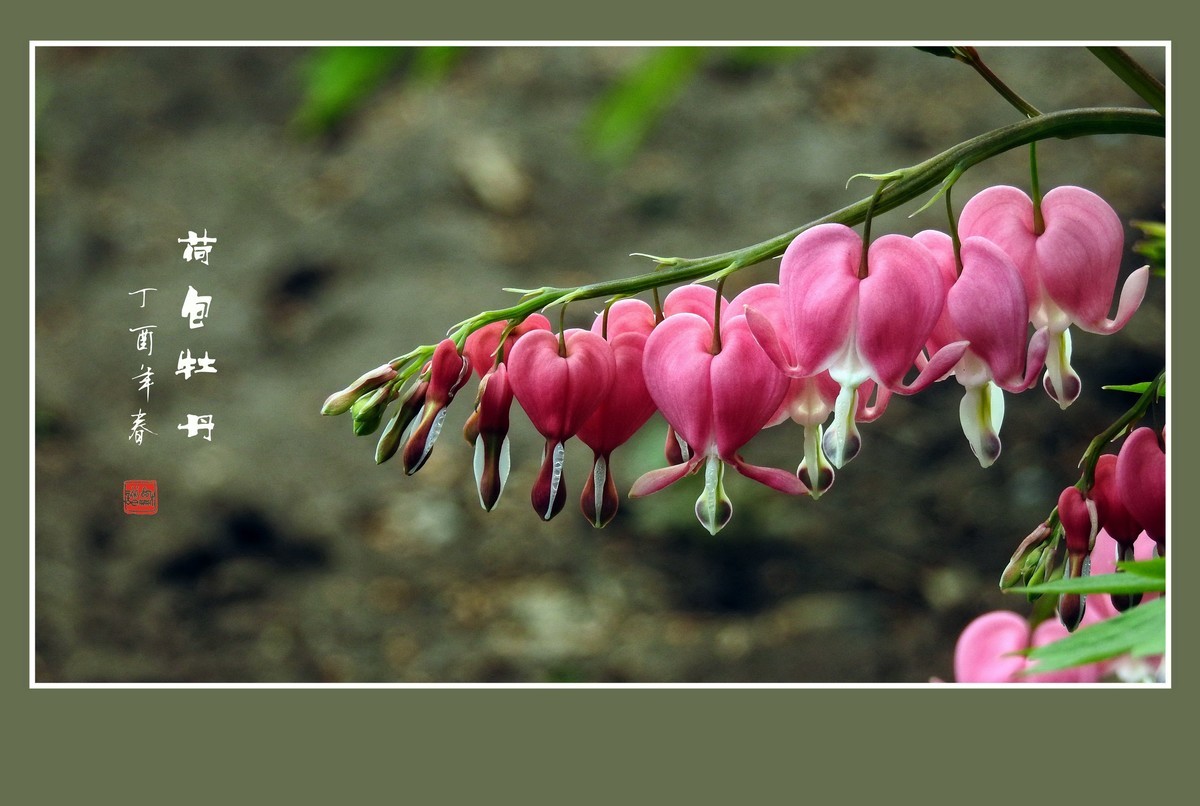 一串串粉红色的小荷包-荷包牡丹