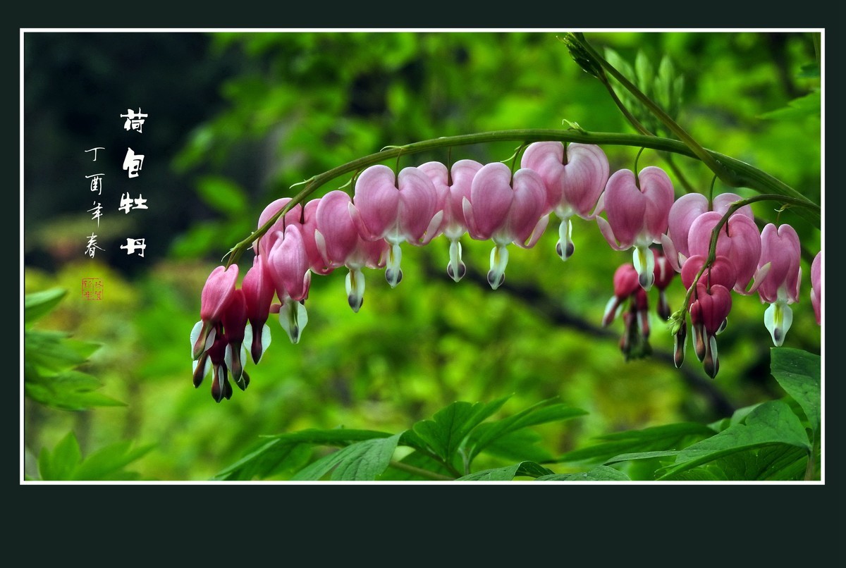 一串串粉红色的小荷包-荷包牡丹