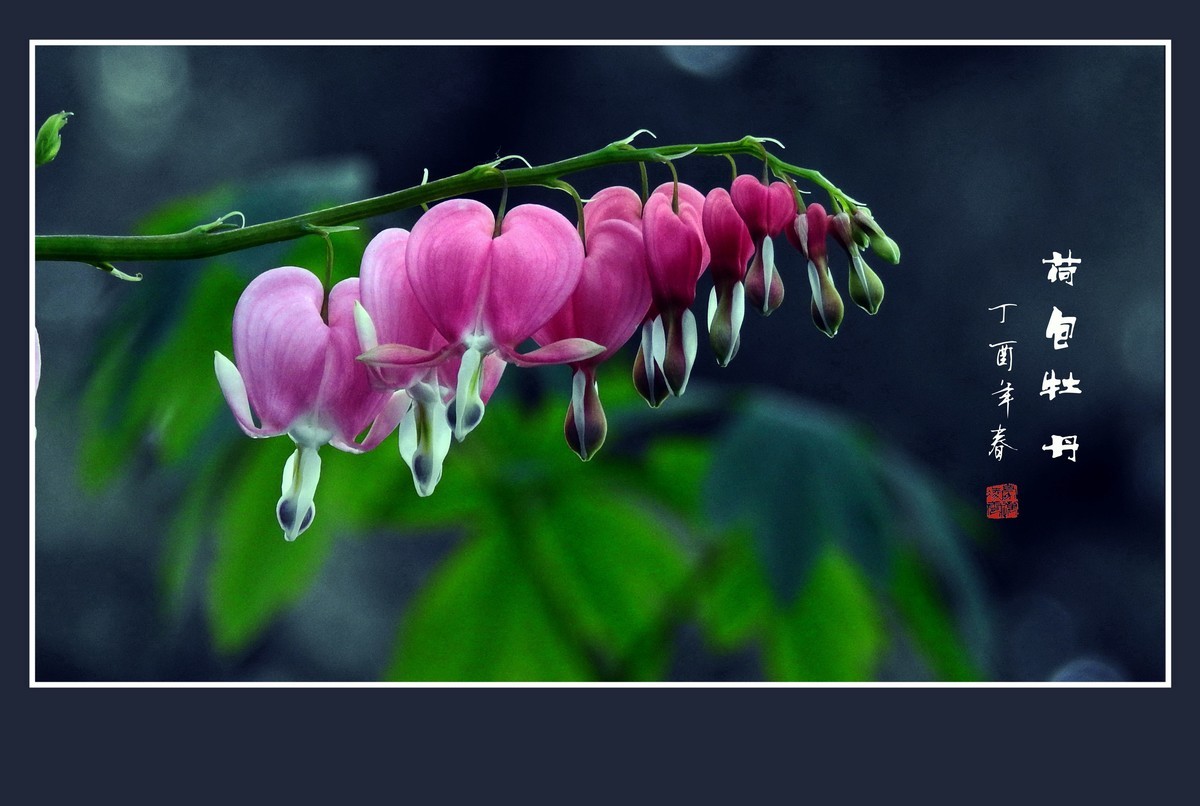 一串串粉红色的小荷包-荷包牡丹