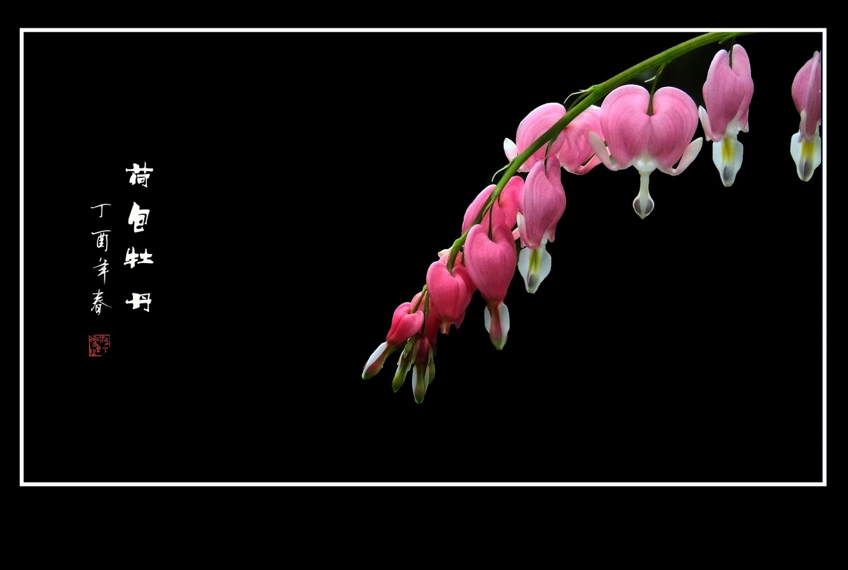 一串串粉红色的小荷包-荷包牡丹