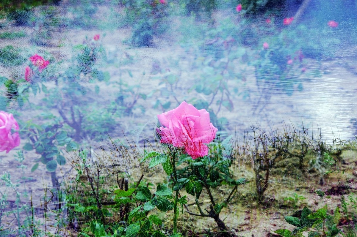 多重曝光拍摄的花卉