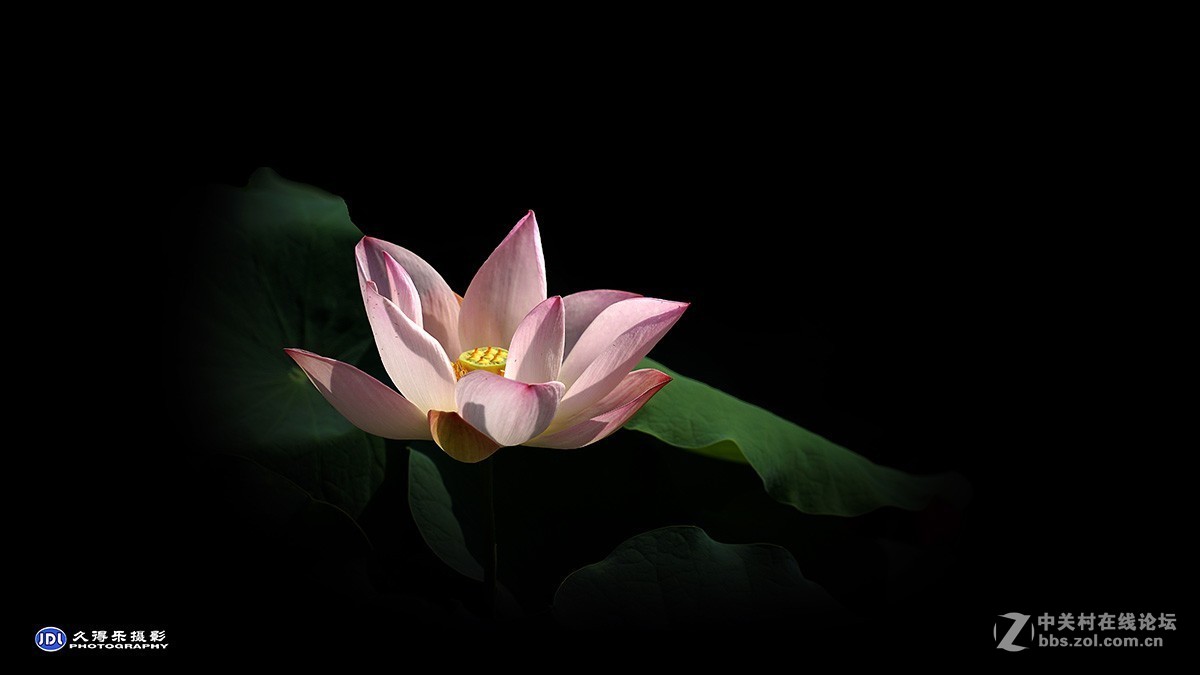 2018武汉沙湖荷展（三）