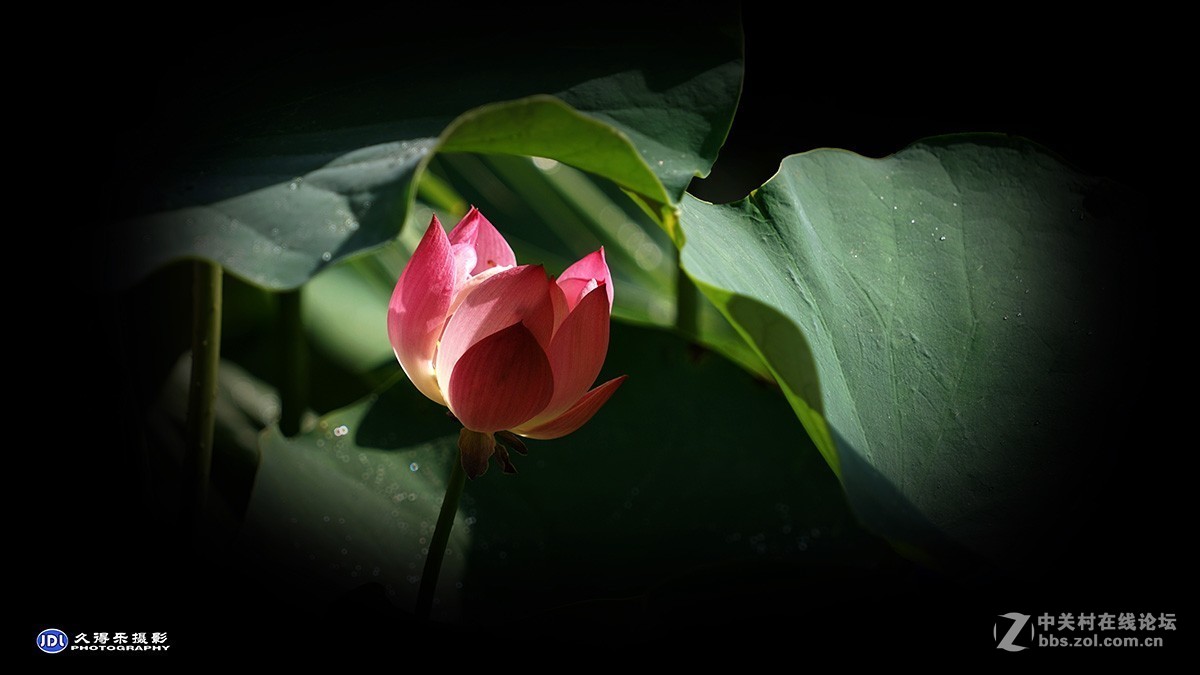 2018武汉沙湖荷展（三）