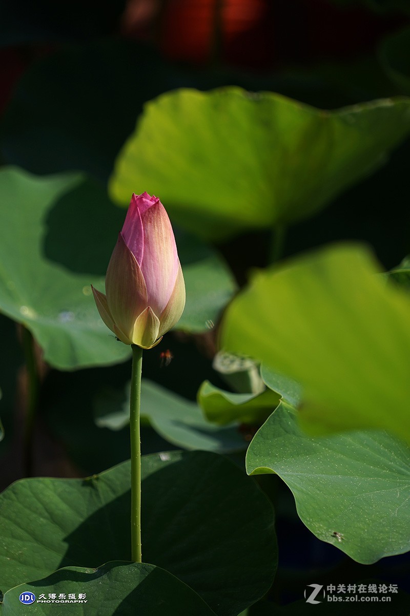 2018武汉沙湖荷展（三）