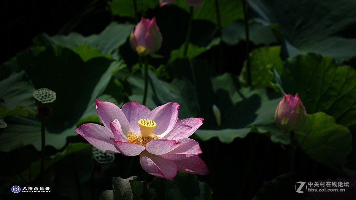 2018武汉沙湖荷展（三）