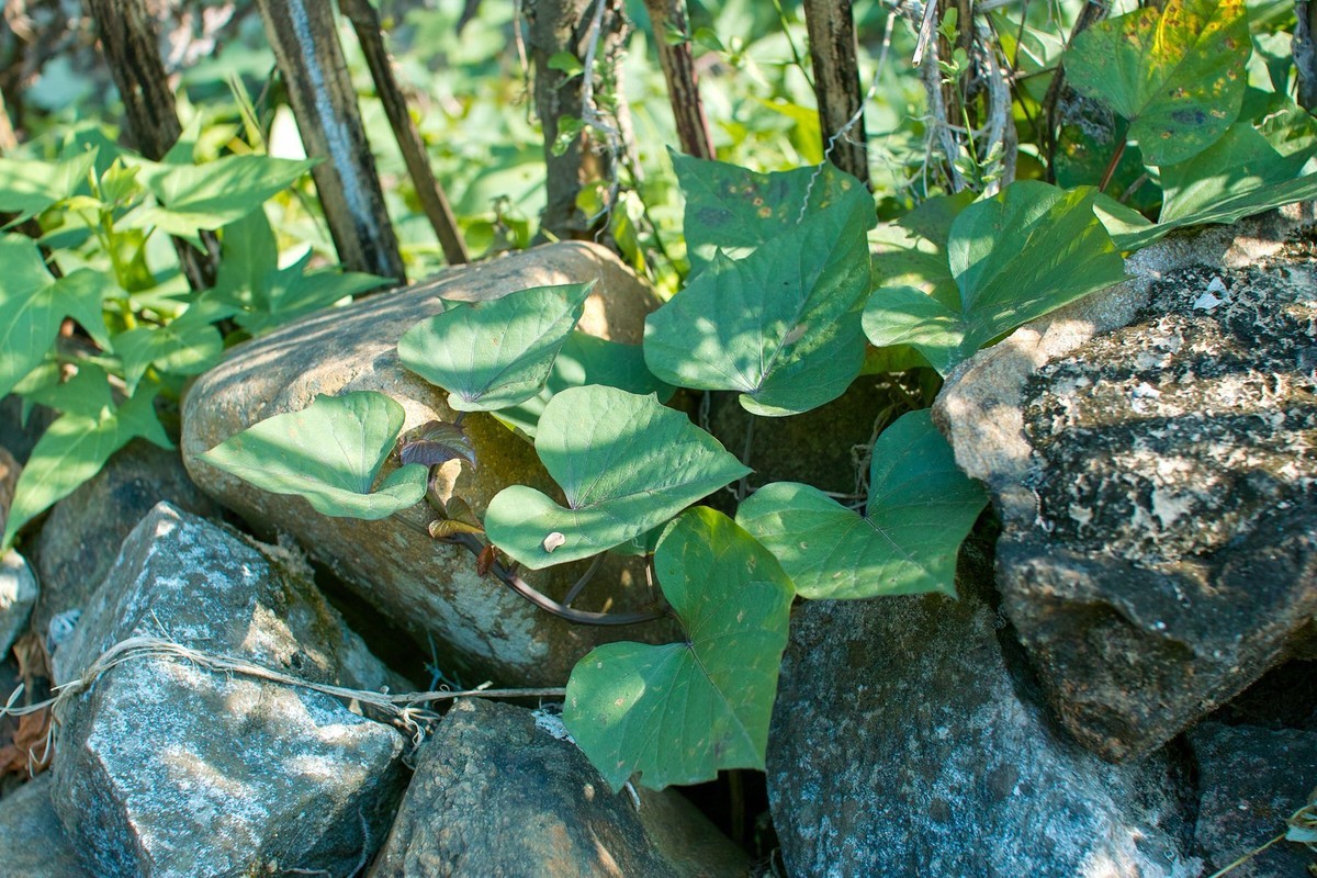 适马sd14 感受一下老X3的味道