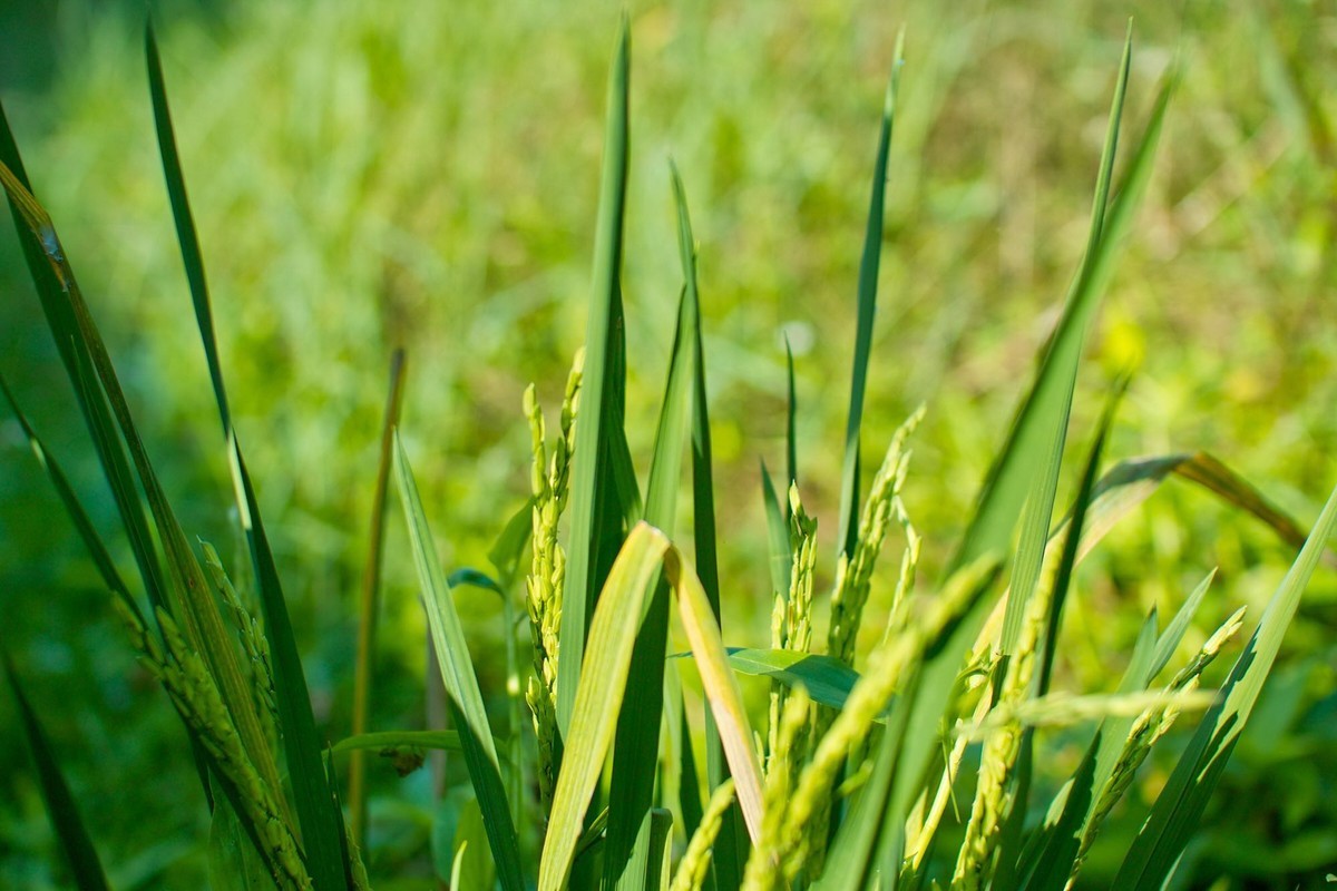 适马sd14 感受一下老X3的味道