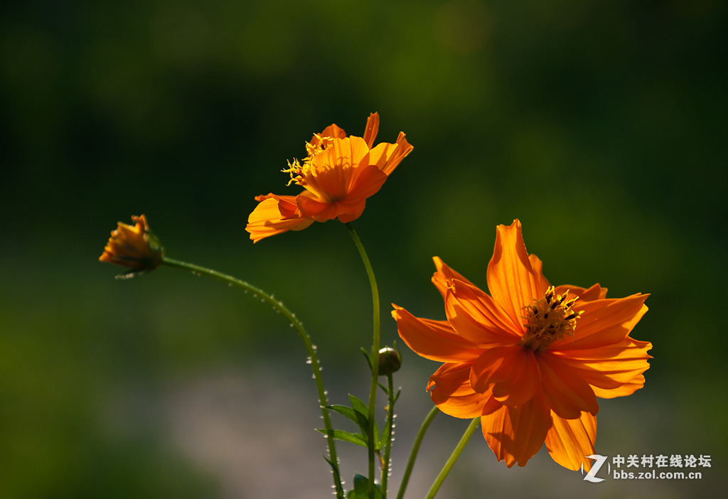 #版主坐堂# 小五星空(中国)九月精品荟萃