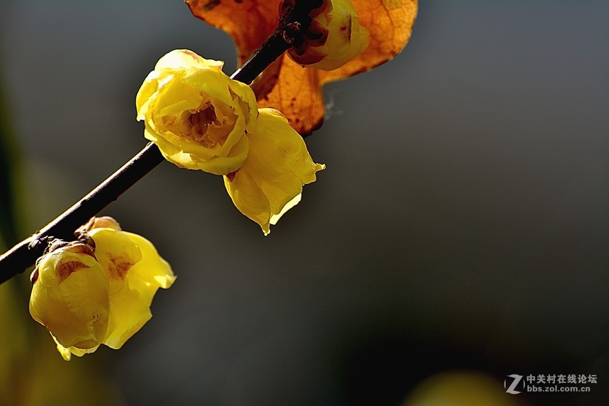 一组花卉（腊梅）二