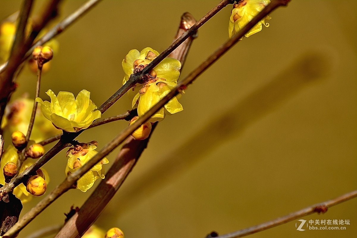 一组花卉（腊梅）二