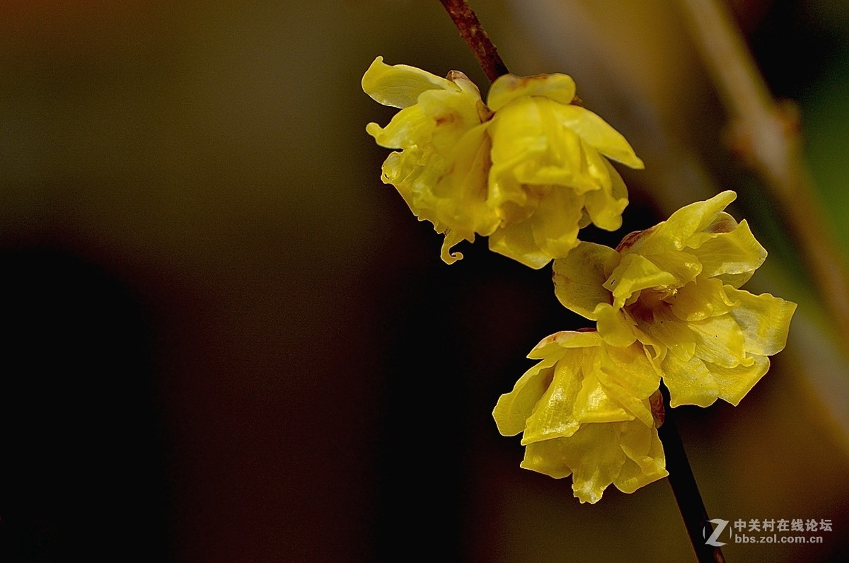 一组花卉（腊梅）二