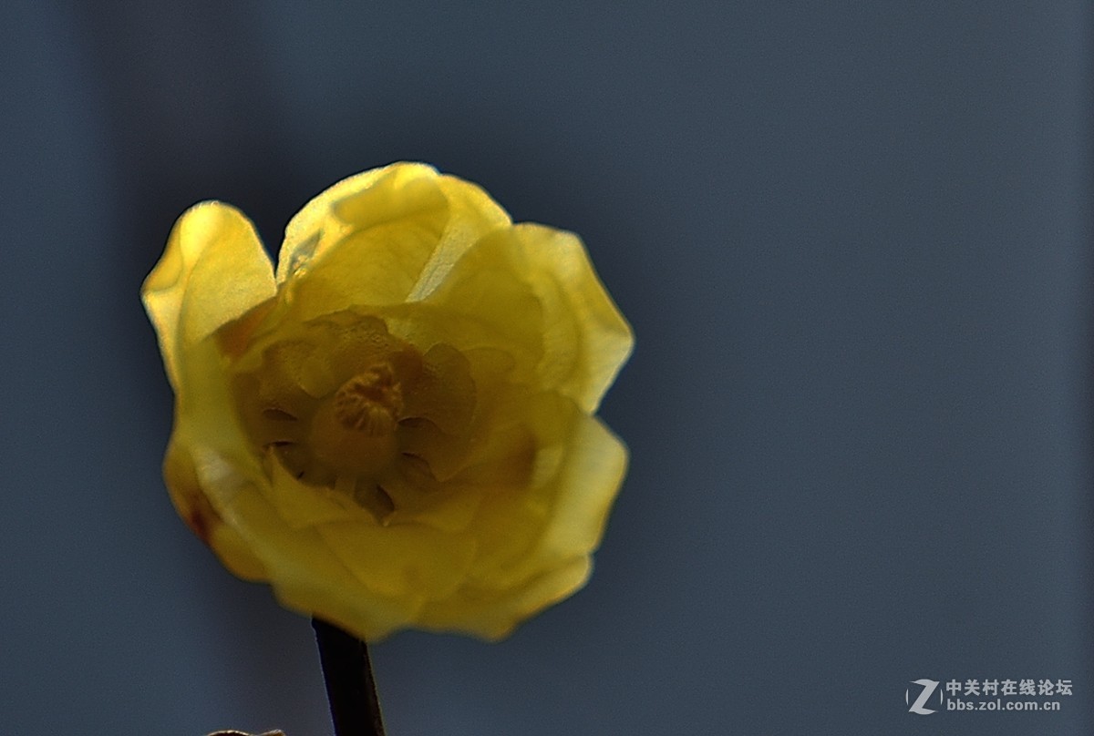 一组花卉（腊梅）二