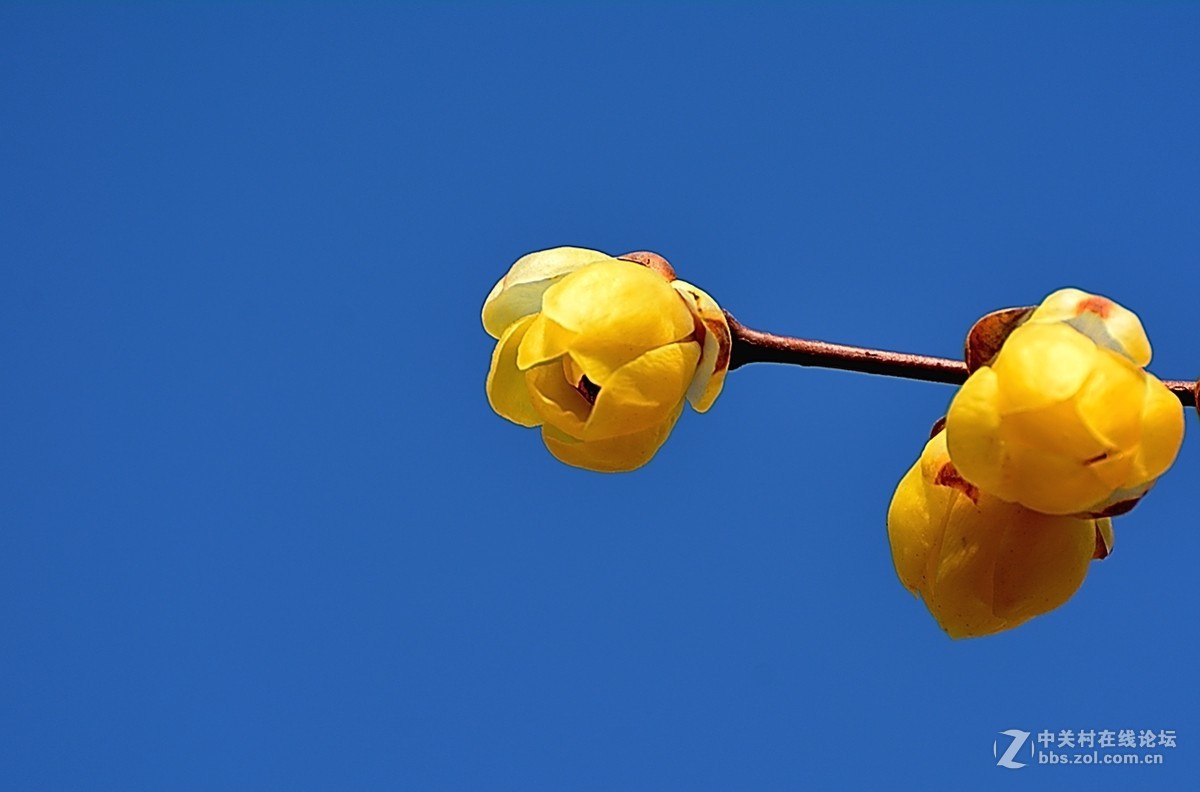 一组花卉（腊梅）二
