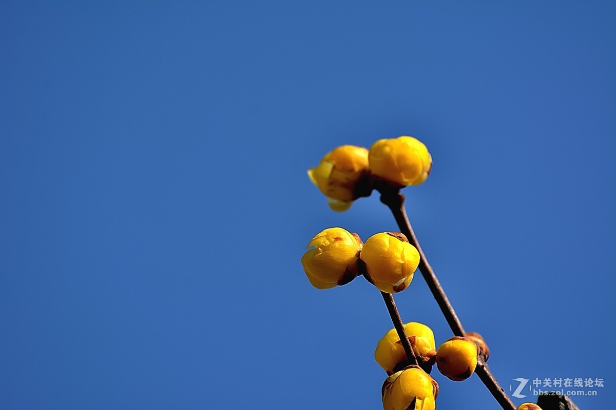 一组花卉（腊梅）二