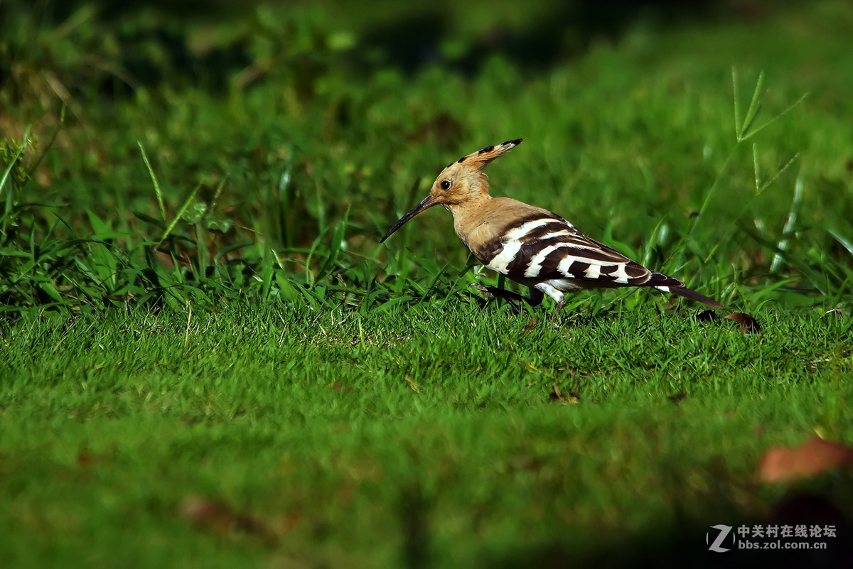 觅食中的戴胜（老箱底）A77