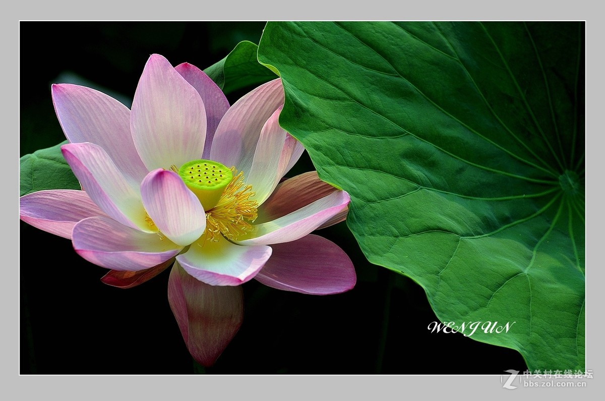 视觉光影荷光莲影2