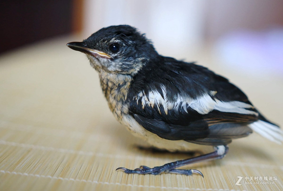 萌萌的四喜鹊鸲小崽