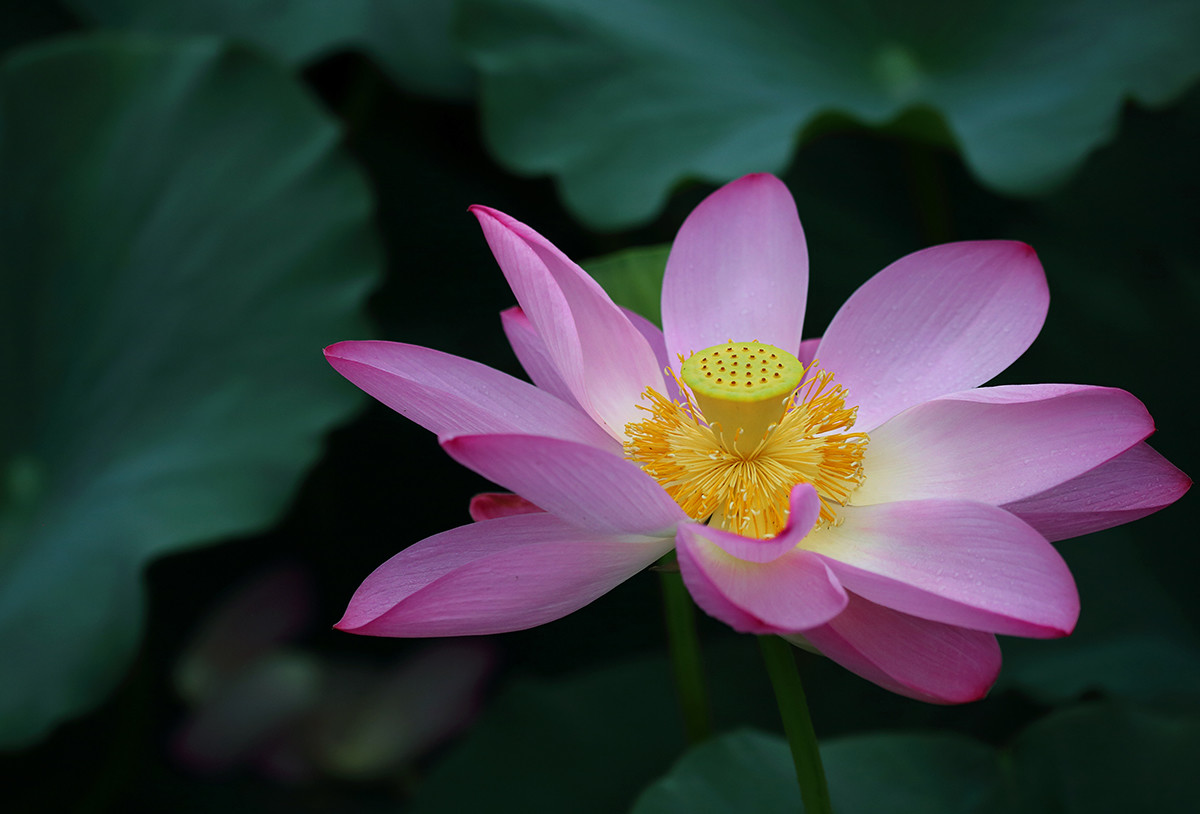 勞動公園荷花池的幾朵荷花