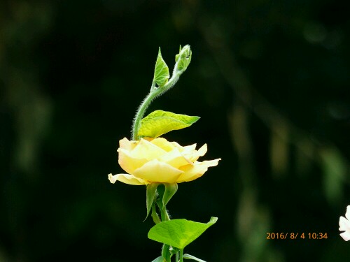 漂亮的小花（再发2）