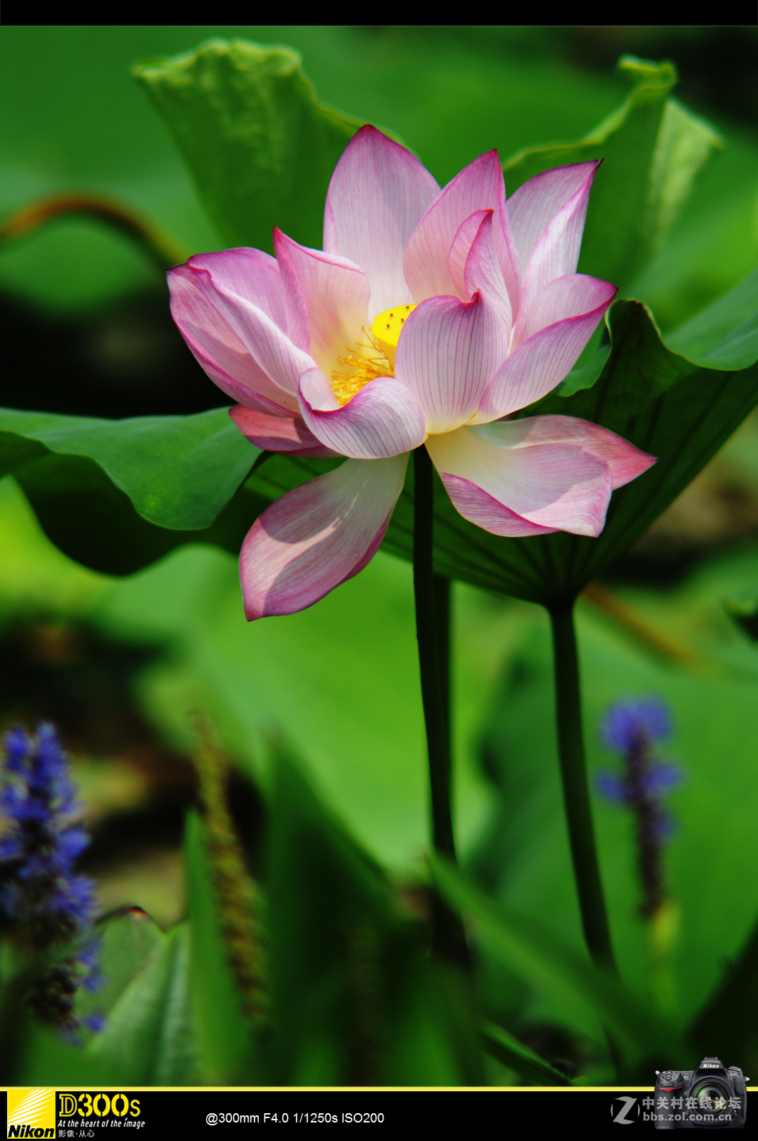 300mmF4宾得手动镜头拍荷花