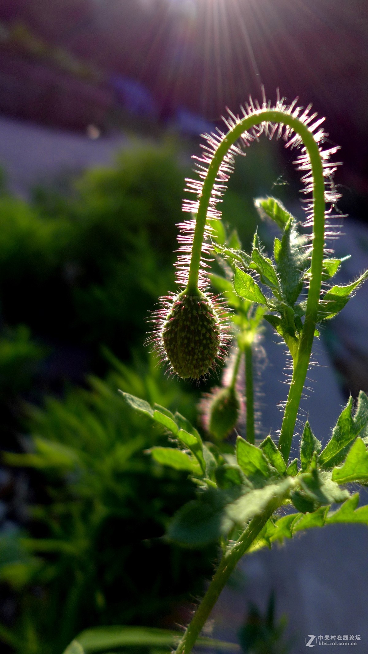 散步随拍10（小景），请多多指教。
