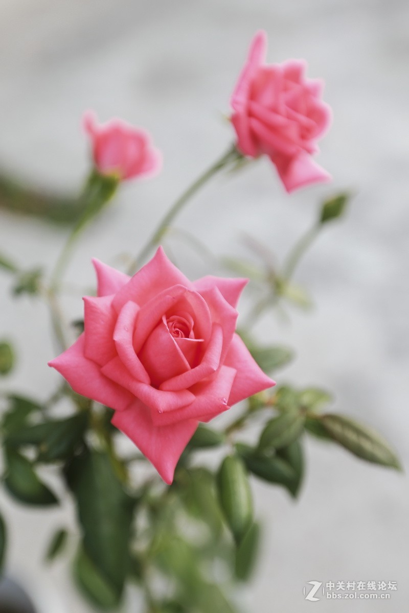 路边小花一组（续）。